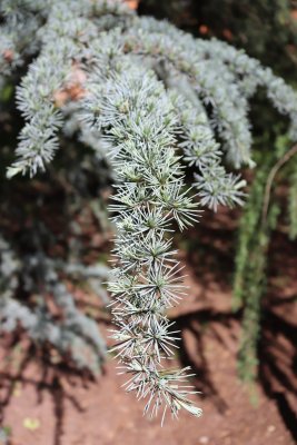 Cedrus atlantica 'Glauca' - cedr atlaský - jehlice